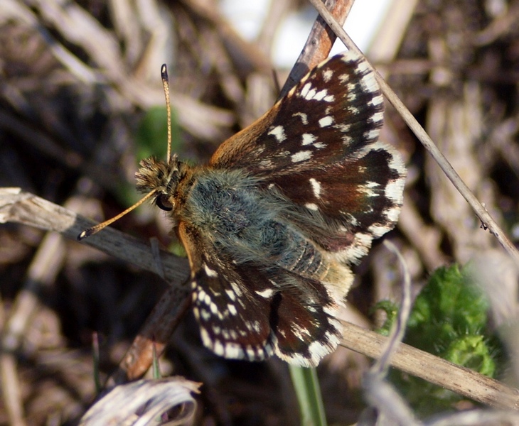 Hesperiidae - Spialia sertorius